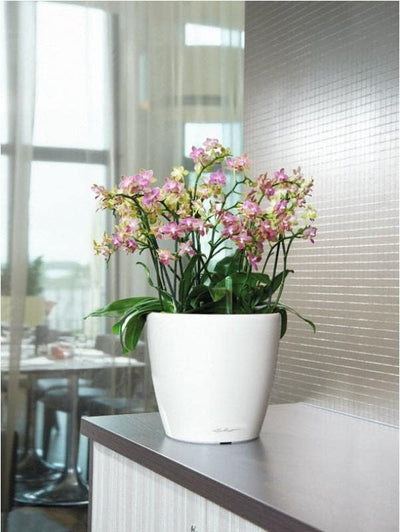 LECHUZA CLASSICO Premium LS 35 weiss hochglanz 16060 36x36x32.5 cm Weiss Hochglanz Einzel, 36x36x32.