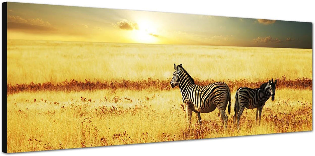 Paul Sinus Art Panoramabild auf Leinwand und Keilrahmen 150x50cm Afrika Zebras Wiese Sonnenuntergang