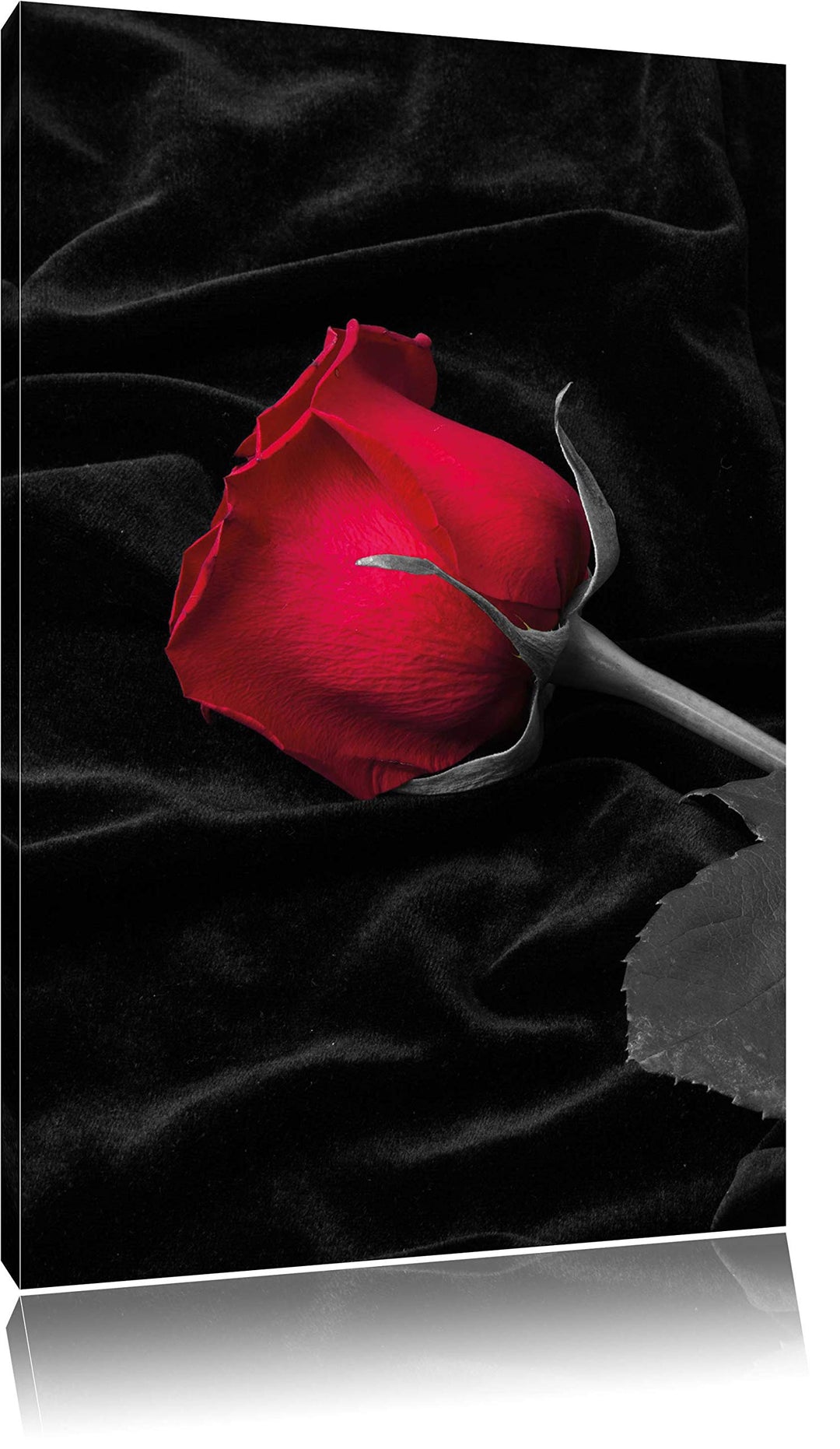 Pixxprint rote Rose gebettet auf schwarzem Samt als Leinwandbild/Grösse: 100x70 cm/Wandbild/Kunstdru