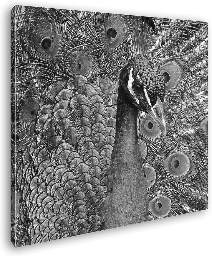deyoli Bezaubernder Pfau Format: 70x70 Effekt: Schwarz&Weiss als Leinwandbild, Motiv fertig gerahmt