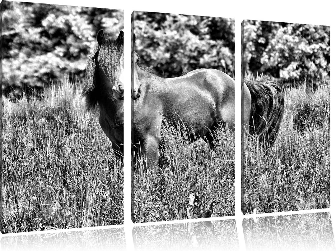 Pixxprint Wildes Pferd als Leinwandbild/Grösse: 3 Teilig (120x80) cm/Wandbild/Kunstdruck/fertig besp