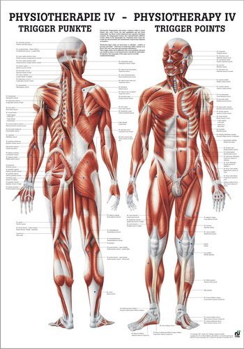 Ruediger Anatomie PHYS IV Triggerpunkte Tafel, 50 cm x 70 cm, Papier