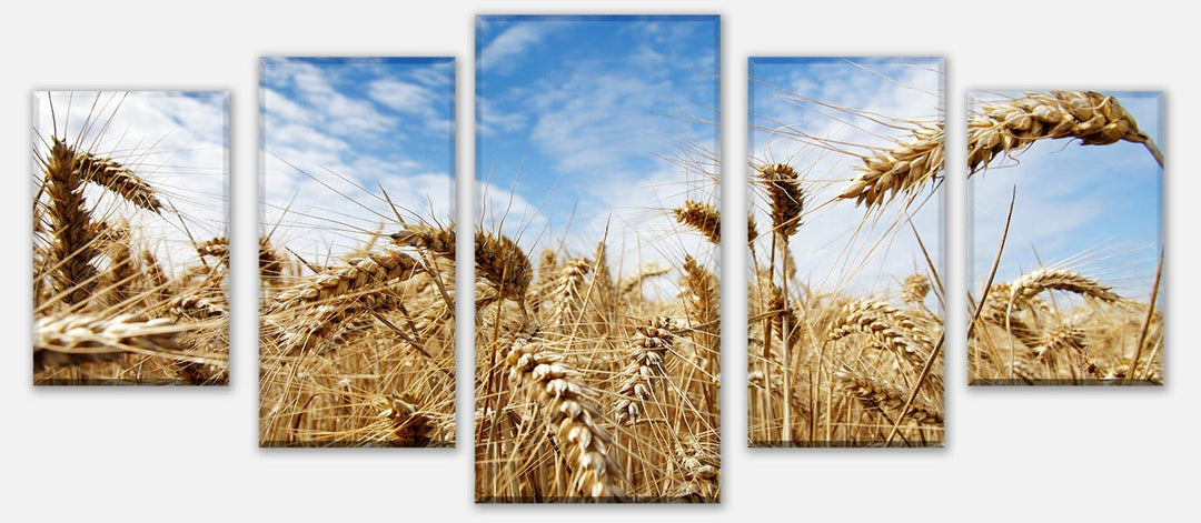 wandmotiv24 Leinwandbild Kornfeld Variante 4-100 x 45cm Bilder auf Leinwand, Wandbild M0009 Variante