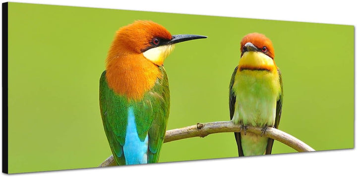 Panoramabild auf Leinwand und Keilrahmen 150x50cm Bienenfresser Vogel Pärchen AST