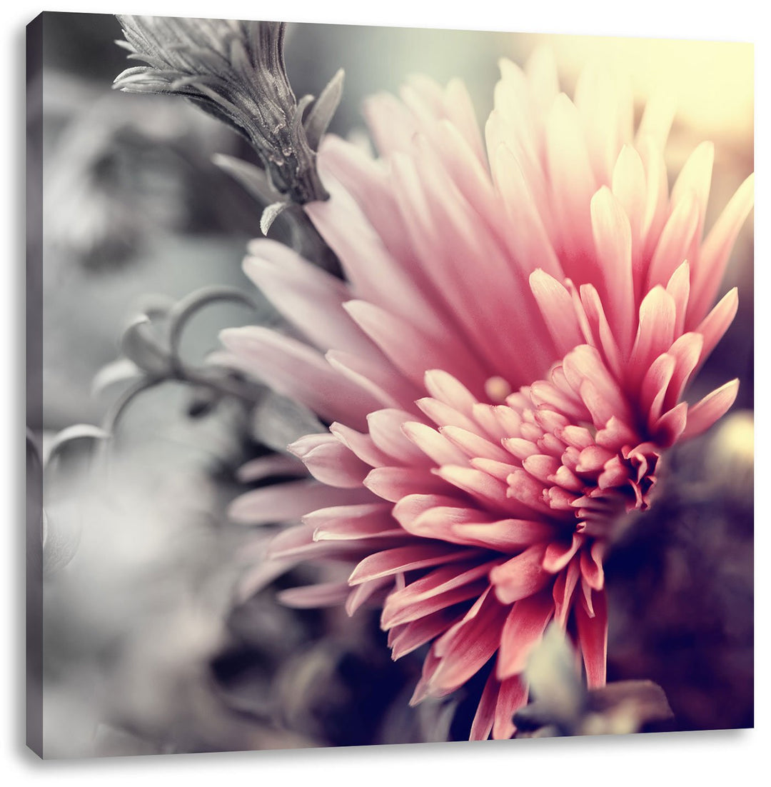 Pixxprint Romantische Blumen Schwarz/Weiss, Format: 70x70 auf Leinwand, 70x70