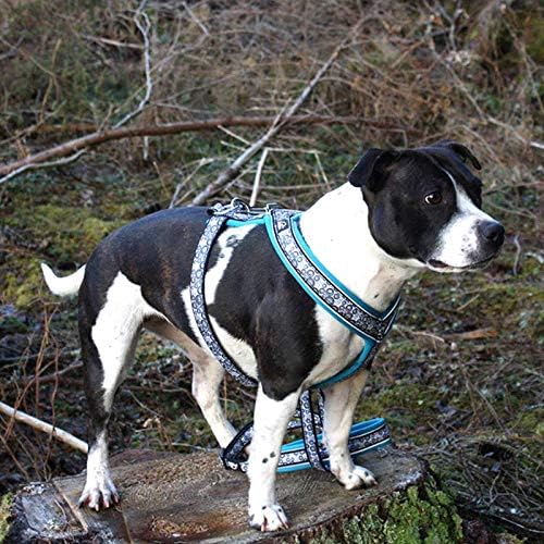 FFINNERO Ocean Hundegeschirr, weich, verstellbar, mit Neoprenpolsterung (45 cm, Türkis) türkis 45 cm