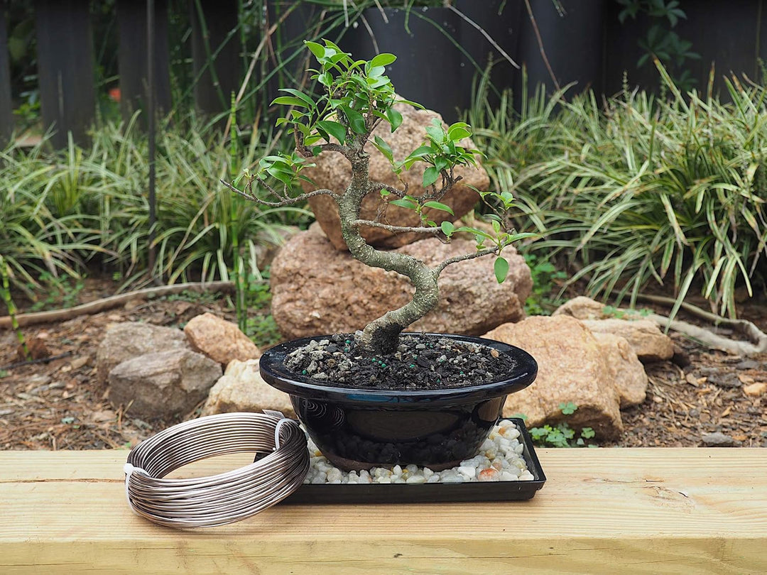 Grow A Bonsai Tree Eloxiertes Aluminium 2,0mm Bonsai Draht 250g grosse Rolle (95 Feet) - (2,0mm, Bra