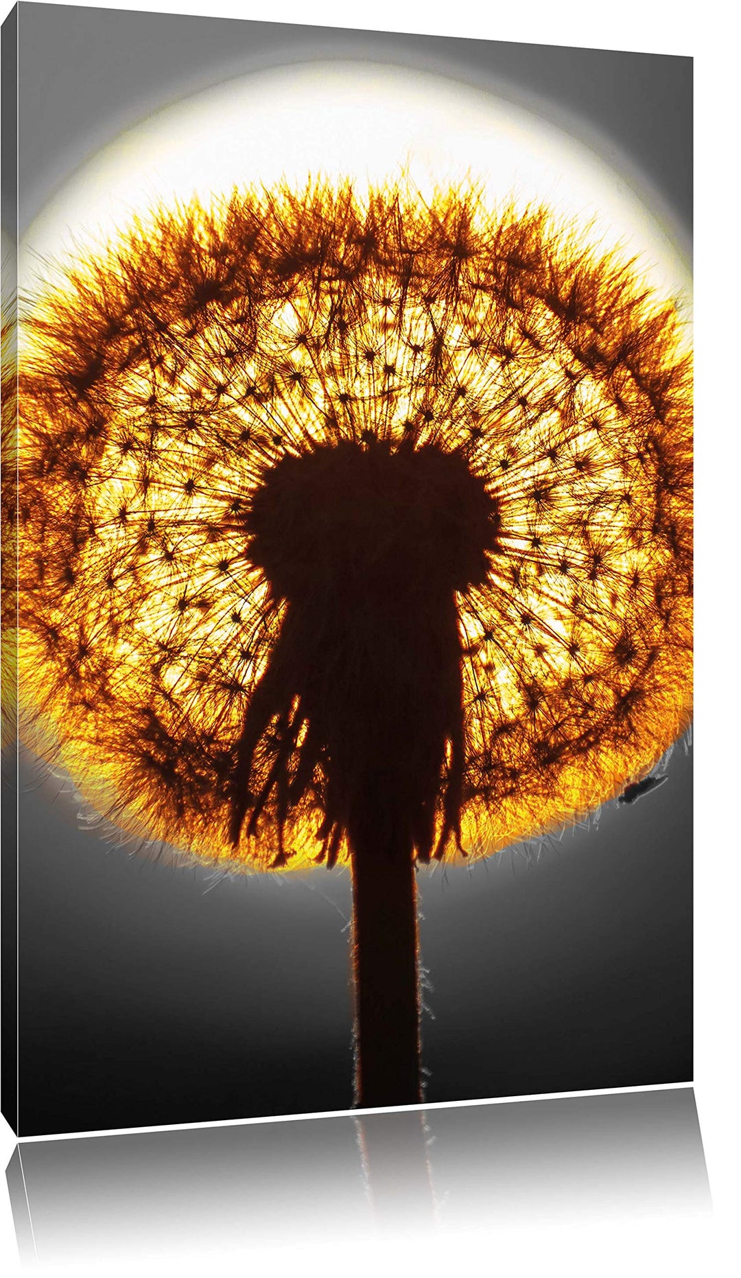 Pixxprint Pusteblume vor untergehender Sonne als Leinwandbild/Grösse: 120x80 cm/Wandbild/Kunstdruck/