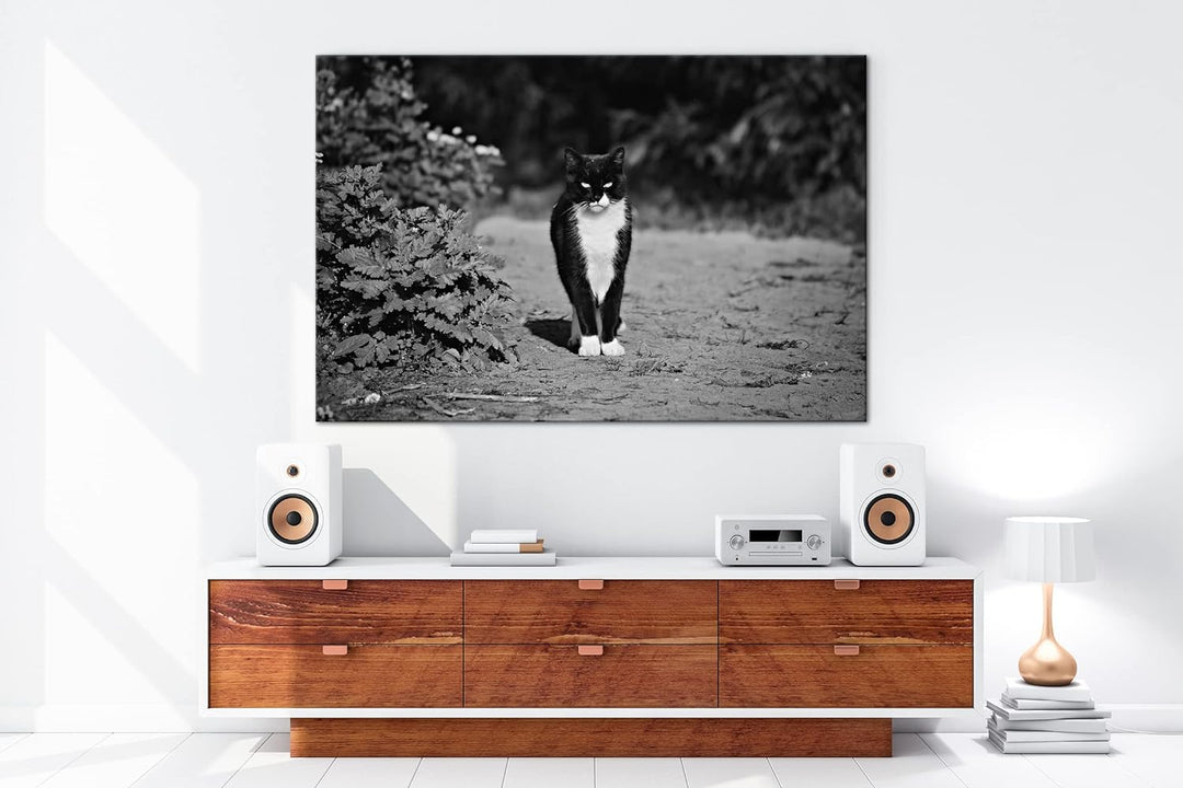 deyoli schwarze Hauskatze Format: 80x60 Effekt: Schwarz&Weiss als Leinwandbild, Motiv fertig gerahmt
