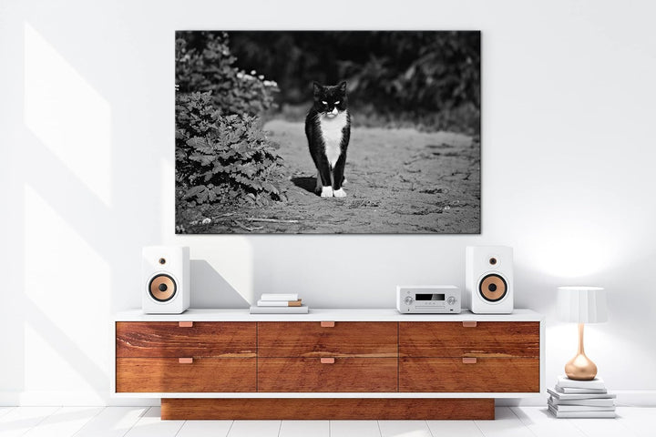 deyoli schwarze Hauskatze Format: 80x60 Effekt: Schwarz&Weiss als Leinwandbild, Motiv fertig gerahmt