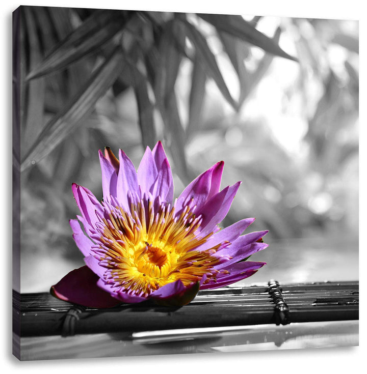 Pixxprint zarte Seerose auf Bambus als Leinwandbild Quadratisch/Grösse: 70x70 / Wandbild/Kunstdruck/