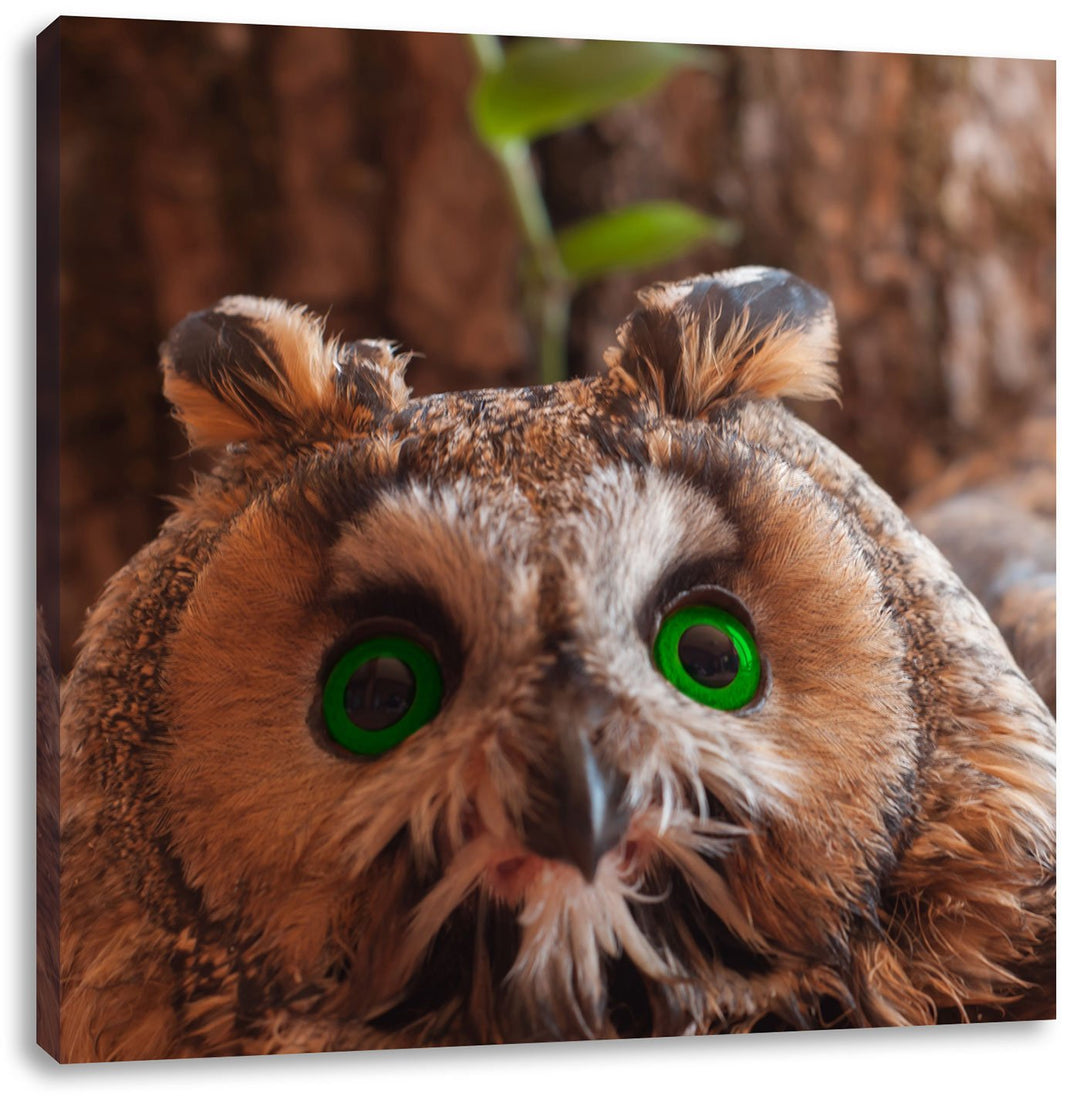 Pixxprint Wachsame Eule, Format: 70x70 auf Leinwand, XXL riesige Bilder fertig gerahmt mit Keilrahme