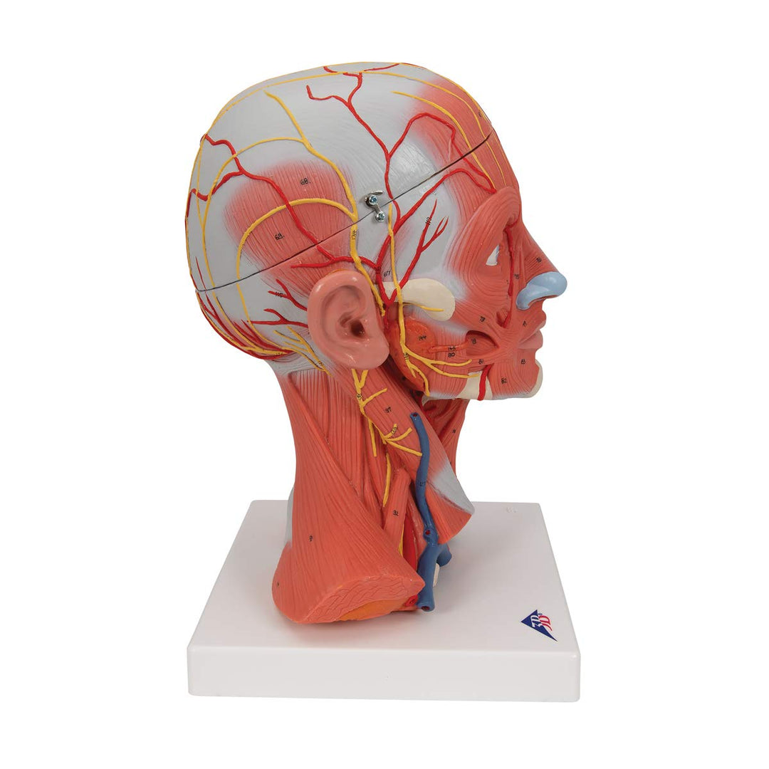 3B Scientific C05 Kopf- und Halsmuskulatur, 5-teilig + kostenlose Anatomie App - 3B Smart Anatomy