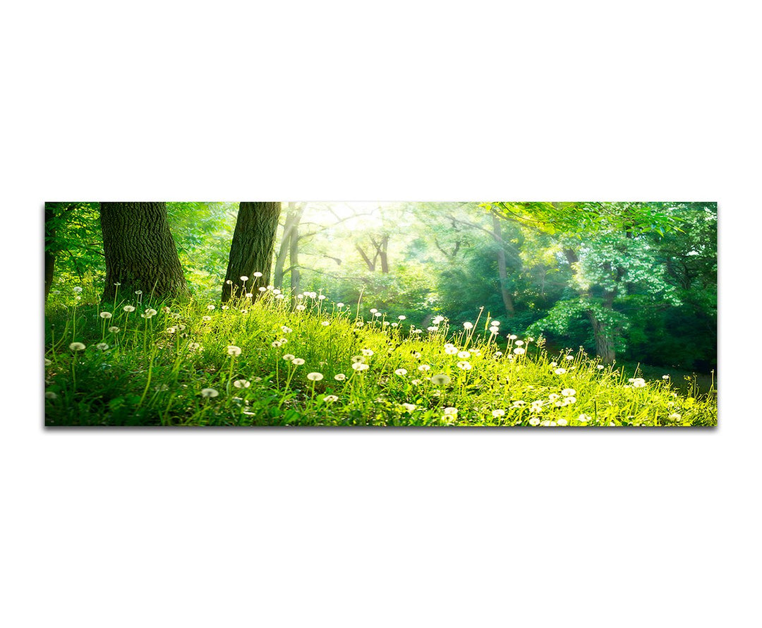 Paul Sinus Art Panoramabild auf Leinwand und Keilrahmen 150x50cm Wald Wiese Pusteblumen Frühling Son