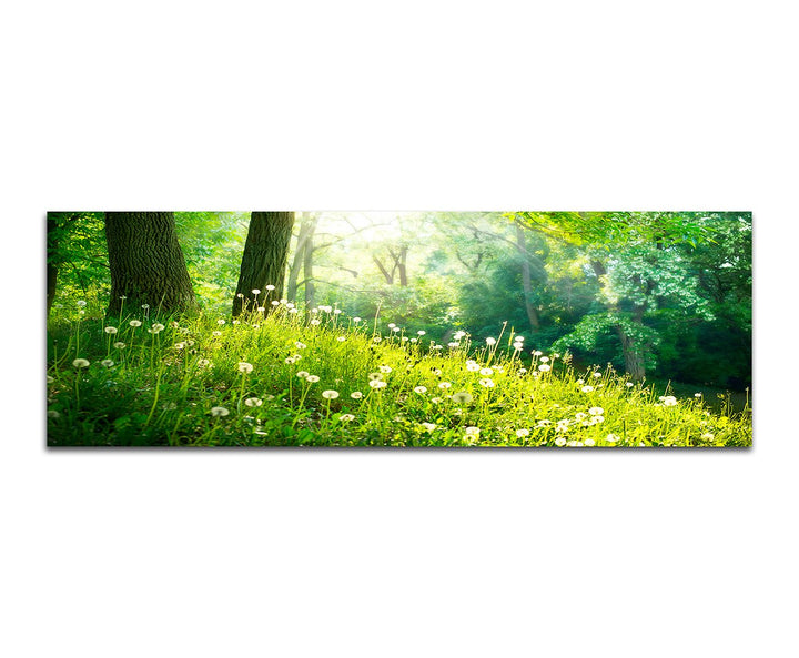 Paul Sinus Art Panoramabild auf Leinwand und Keilrahmen 150x50cm Wald Wiese Pusteblumen Frühling Son