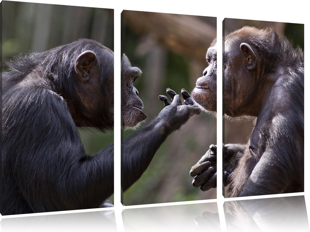 Pixxprint Schimpansen Freundschaft als Leinwandbild | Grösse: 3 Teilig (120x80) | Wandbild| Kunstdru