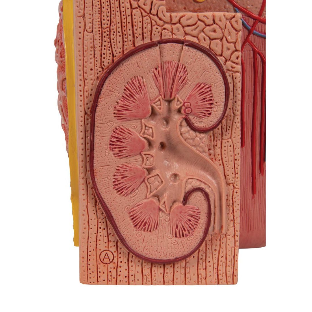 3B Scientific Menschliche Anatomie - MICROanatomy™ Niere + kostenlose Anatomie App - 3B Smart Anatom