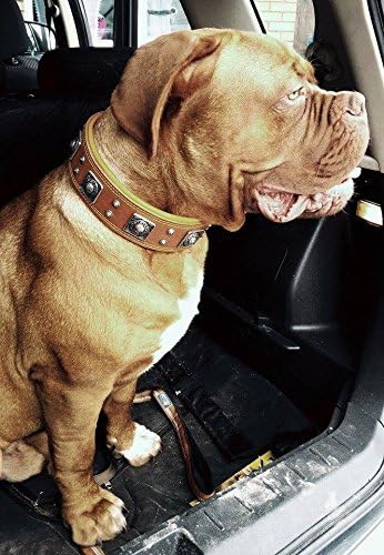 Bestia™ "Eros Echtleder Hundehalsband für grosse Hunde. 100% Leder. Weich gepolstert. 6,3 cm breit.