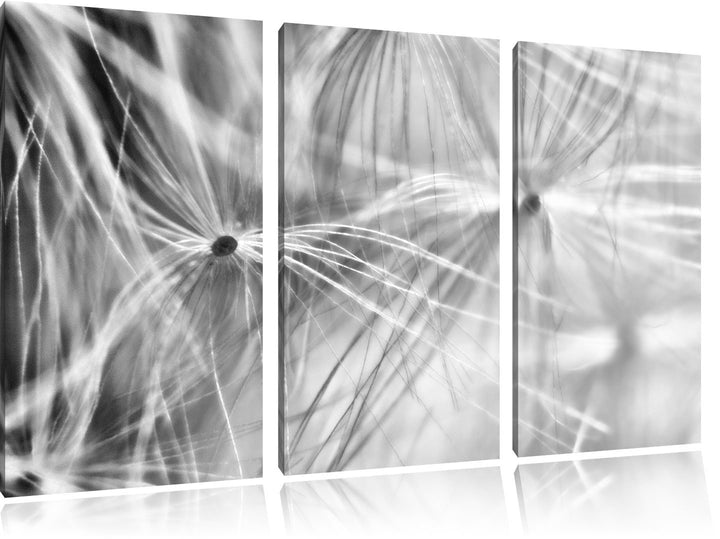 Pixxprint zarte Pusteblumenpollen als Leinwandbild/Grösse: 3 Teilig (120x80) cm/Wandbild/Kunstdruck/