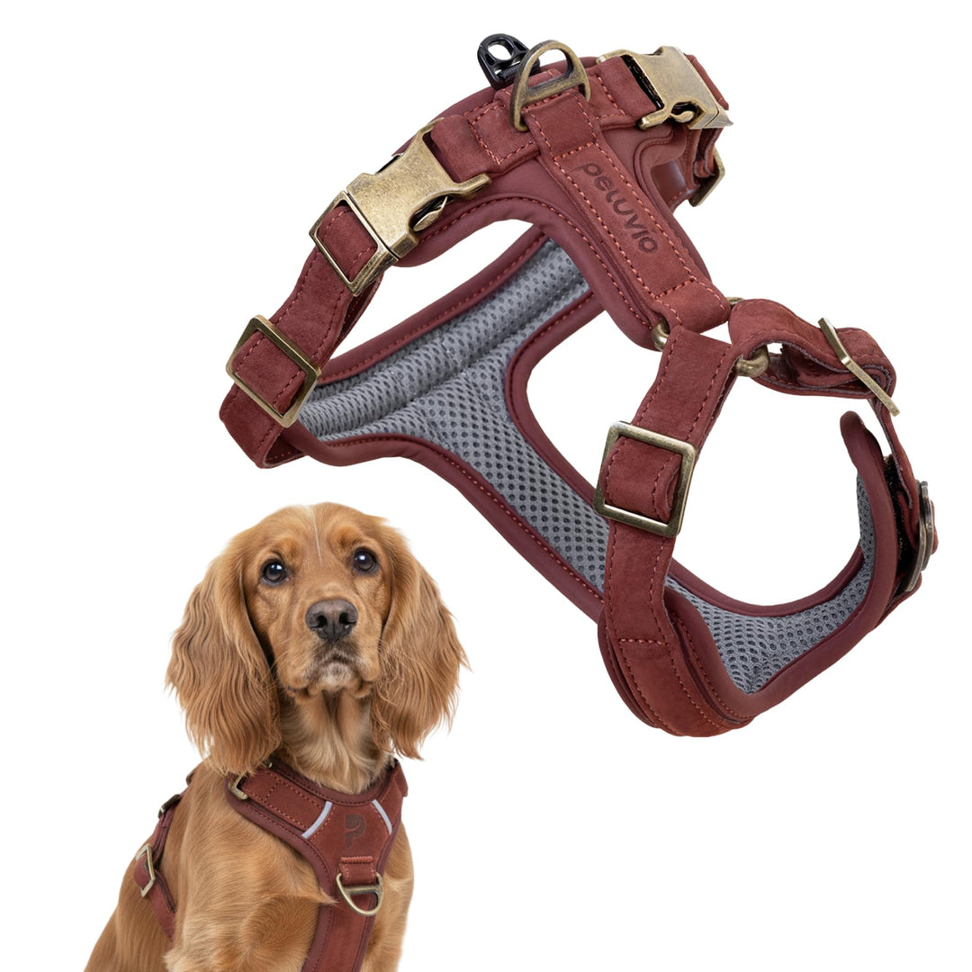 Lord Leder Hundegeschirr mit Guard-Konstruktion, Natürliche Rindsleder, für Mittlere Hunde, Komfort