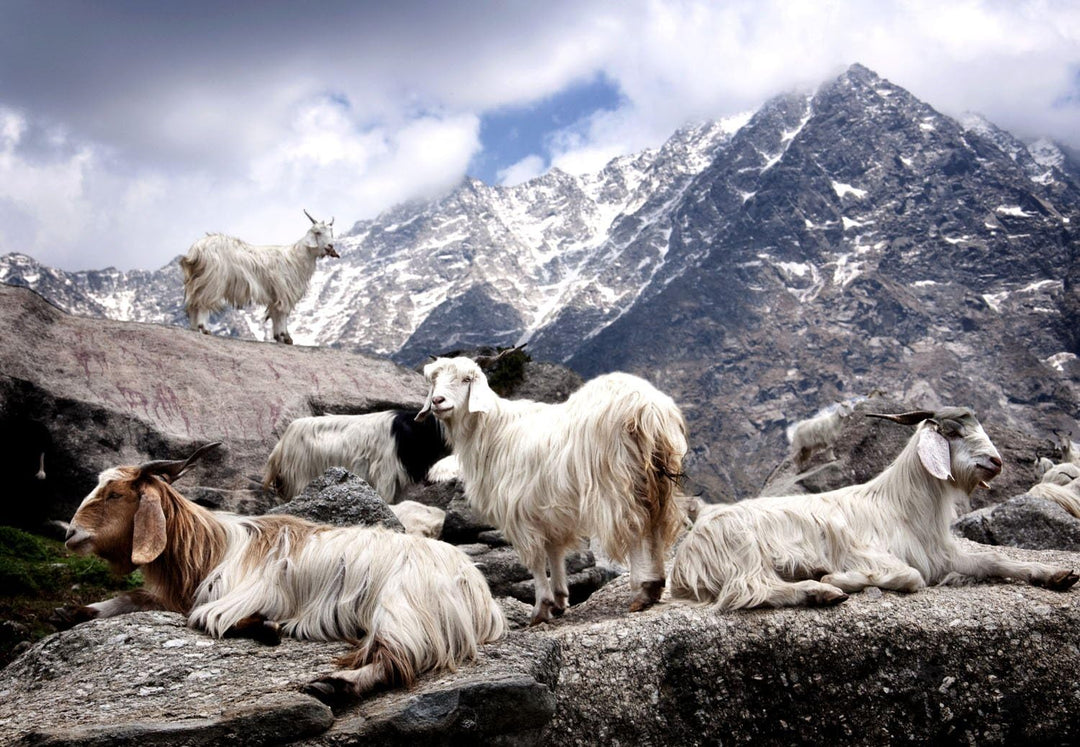 Lorenzo Cana Damen Pashmina Schal Schaltuch 100% Kaschmir Kaschmirschal Kaschmirtuch Kaschmirpashmin