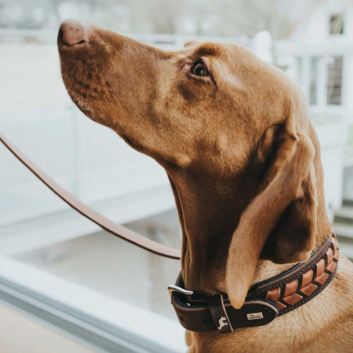 HUNTER EL PASO Hundehalsband, Leder, geschmeidig, geflochten, 65 (L), dunkelbraun/schwarz 65 (L) dun