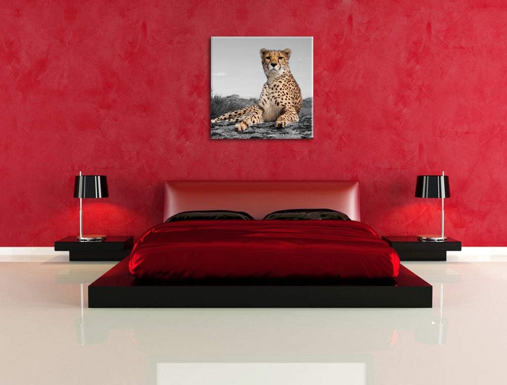 Pixxprint prächtiger Gepard in Savanne als Leinwandbild/Grösse: 70x70 cm/Wandbild/Kunstdruck/fertig