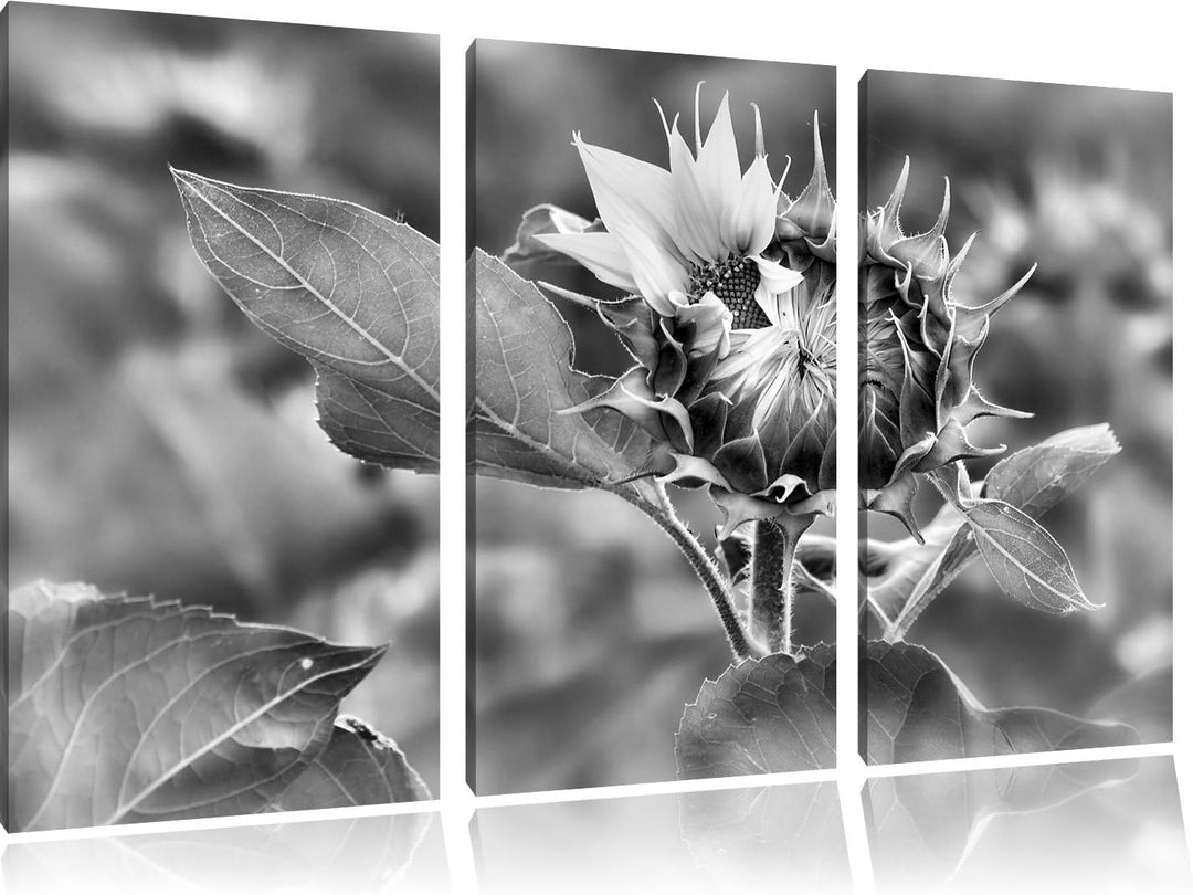 Pixxprint Aufblühende Sonnenblume als Leinwandbild/Grösse: 3 Teilig (120x80) cm/Wandbild/Kunstdruck/