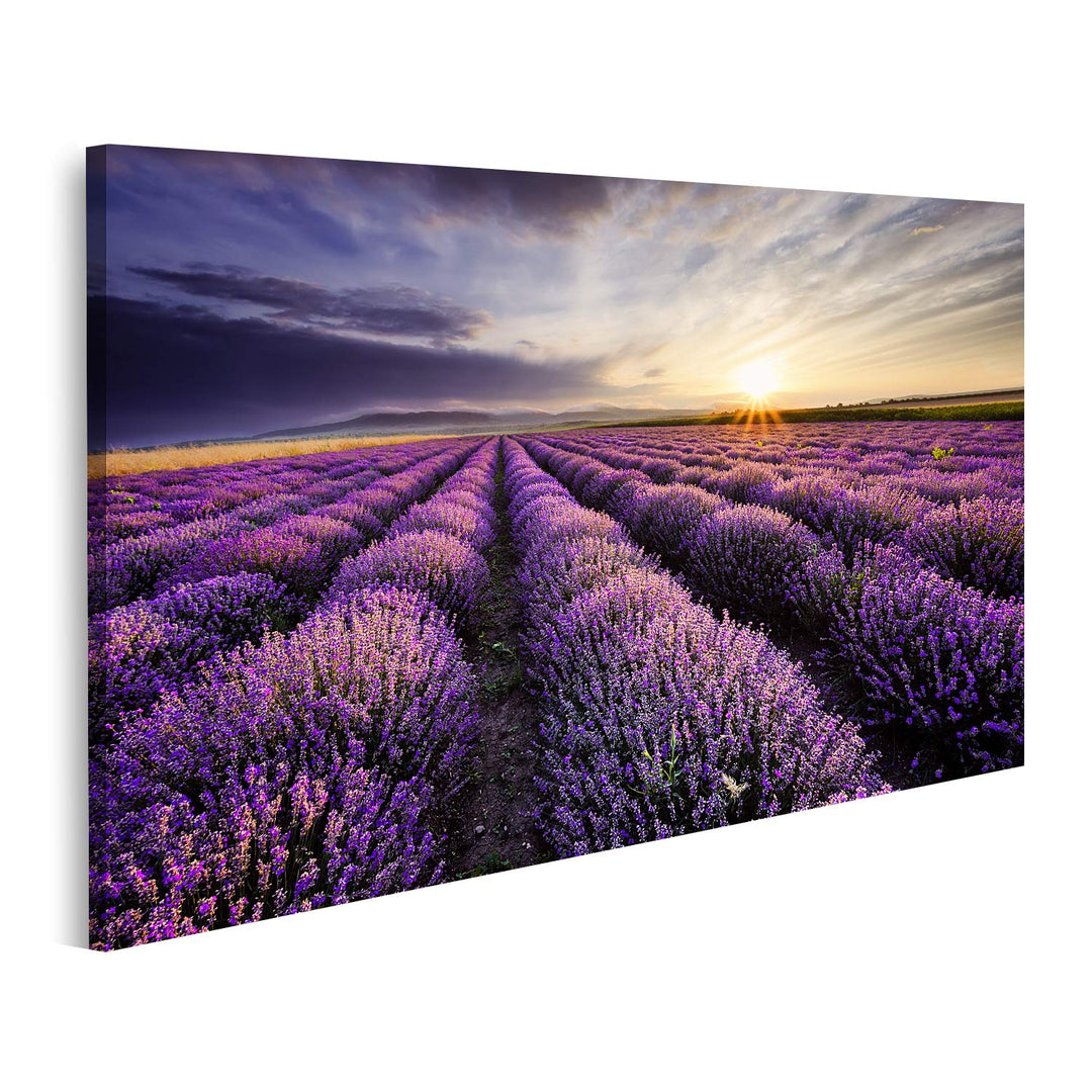 islandburner Bild auf Leinwand Lavendel Sonnenaufgang Dramatische Wolken Über Feld Bilder Wandbilder
