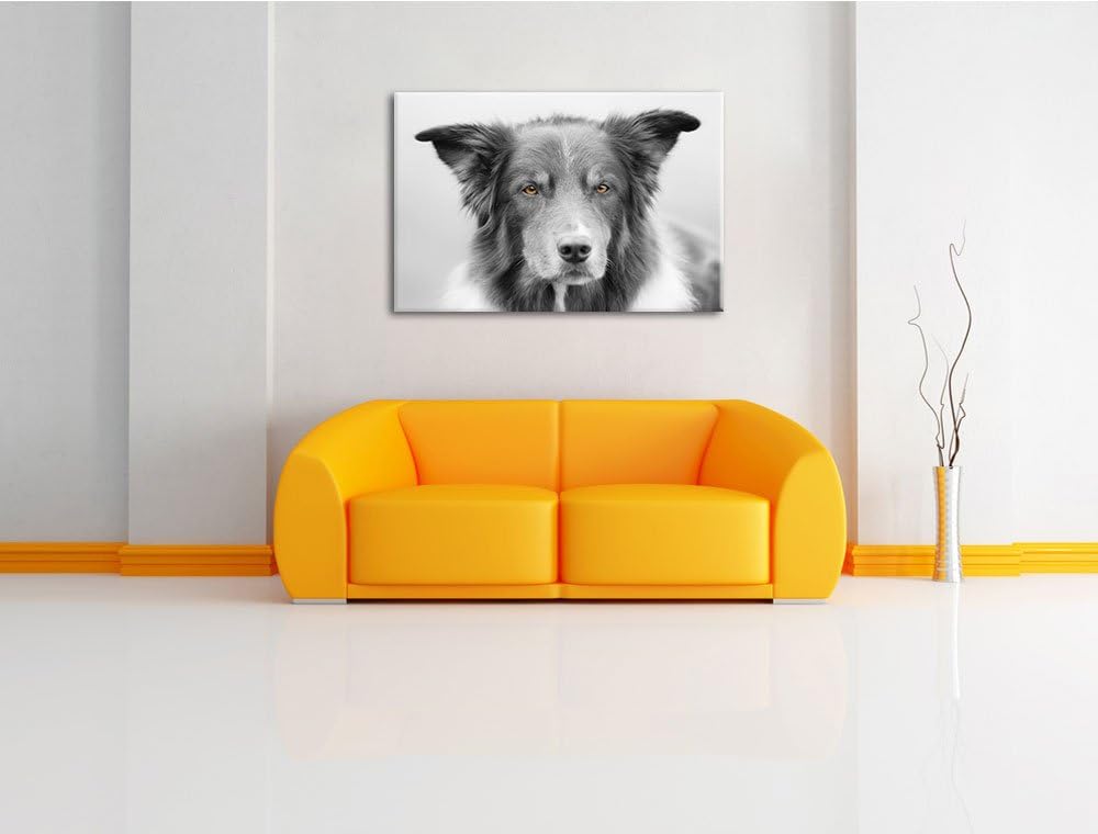 schöner Australien Shepherd Mischling schwarz/weiss Format: 100x70 auf Leinwand, XXL riesige Bilder