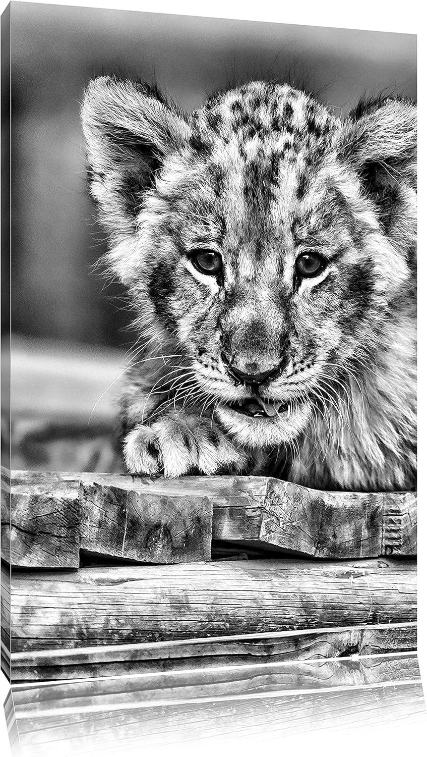 Pixxprint Löwenjunges auf Holzbrettern als Leinwandbild/Grösse: 100x70 / Wandbild/Kunstdruck/fertig