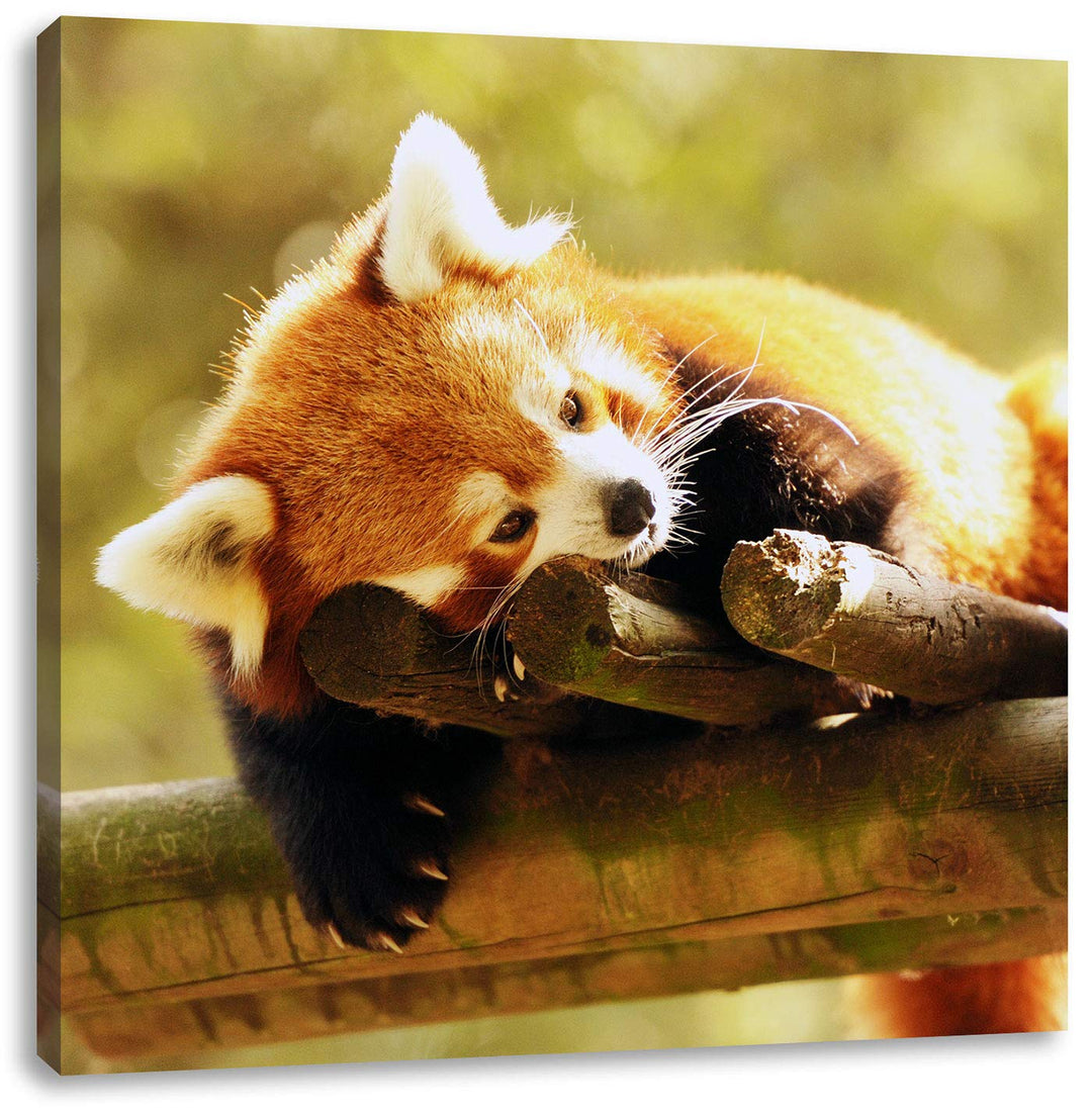 Kleiner Panda träumt, Format: 70x70 auf Leinwand, XXL riesige Bilder fertig gerahmt mit Keilrahmen,