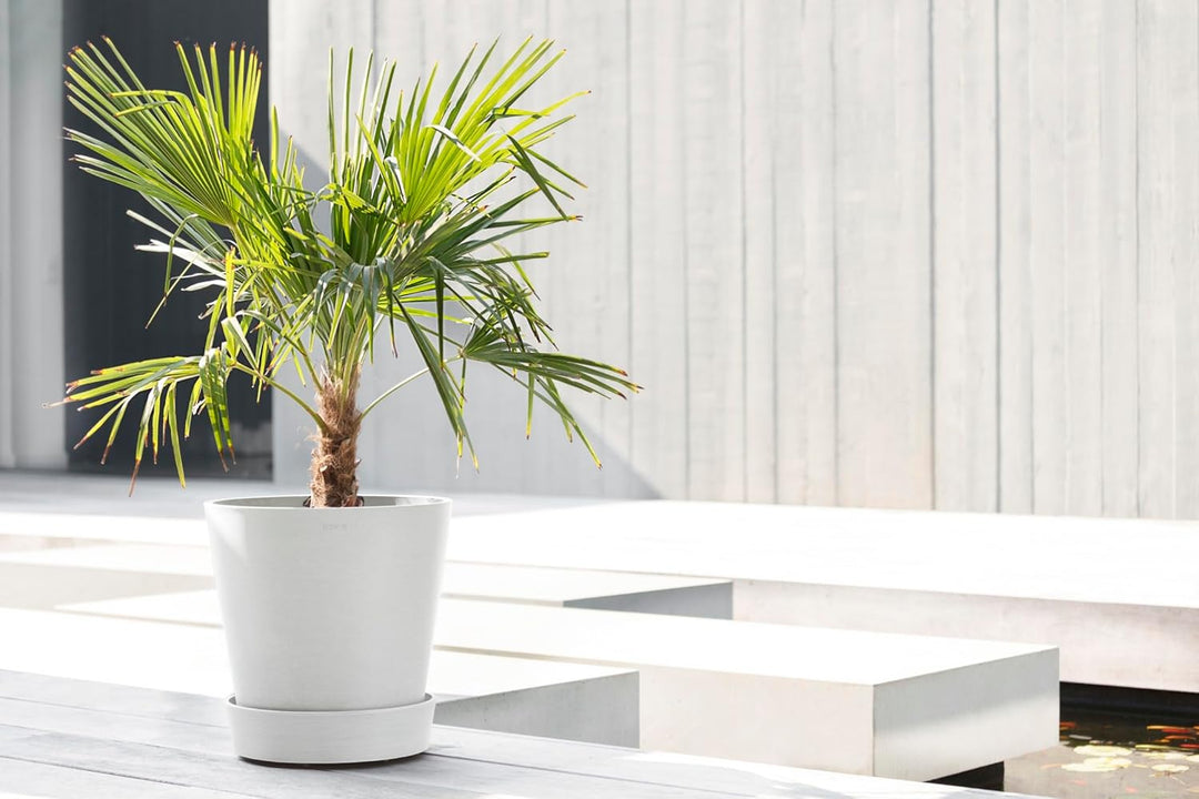 Ecopots Untersetzer rollbar für Blumentopf Amsterdam Hell Weiss Durchmesser innen 31 cm/aussen 34 cm