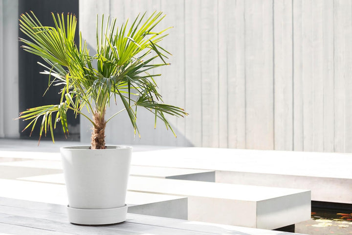 Ecopots Untersetzer rollbar für Blumentopf Amsterdam Hell Weiss Durchmesser innen 31 cm/aussen 34 cm