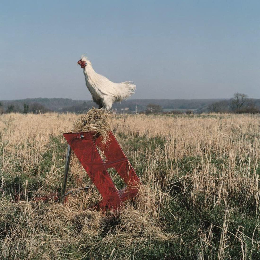 Kartell Upper, Leiter, Kristall Cristallo, Cristallo