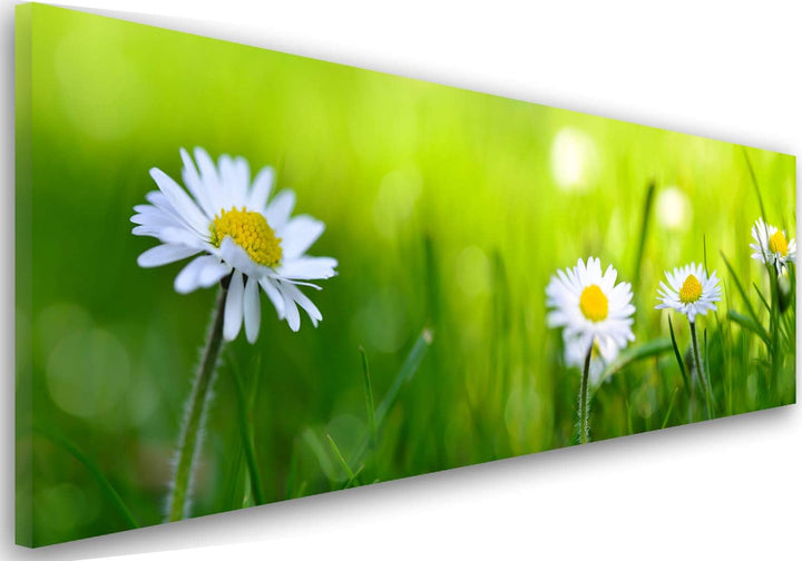 Feeby. Leinwandbild, Bilder, Wand Bild, Wandbilder, Kunstdruck 100x40 cm, GÄNSEBLÜMCHEN, NATUR, GRÜN