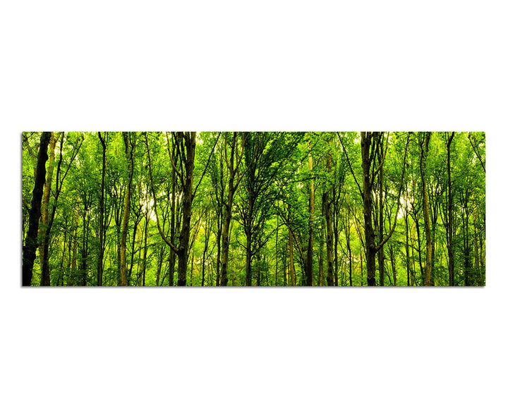 Paul Sinus Art Panoramabild auf Leinwand und Keilrahmen 150x50cm Wald Bäume Frühling Sonnenlicht
