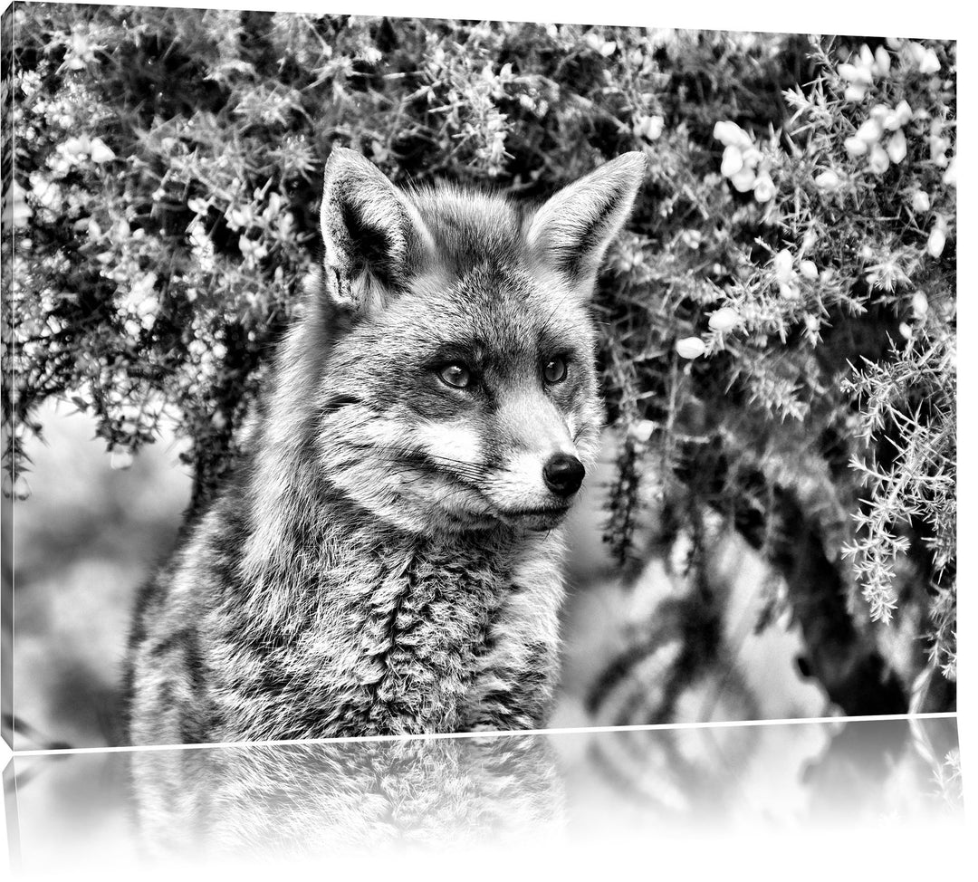 Pixxprint aufschauender Fuchs als Leinwandbild/Grösse: 100x70 / Wandbild/Kunstdruck/fertig bespannt,