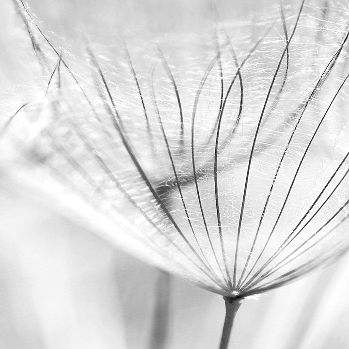 Runa Art Wandbilder Blumen Pusteblume 5 Teilig Bild auf Vlies Leinwand Deko Wohnzimmer Natur Schwarz