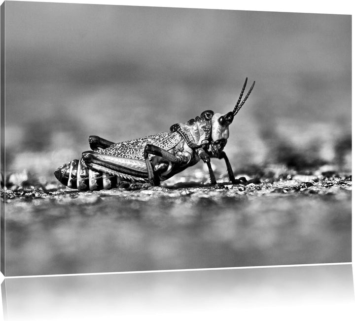 Pixxprint Monocrome, aussergewöhnliche Heuschrecke, Format: 100x70 auf Leinwand, riesige Bilder fert