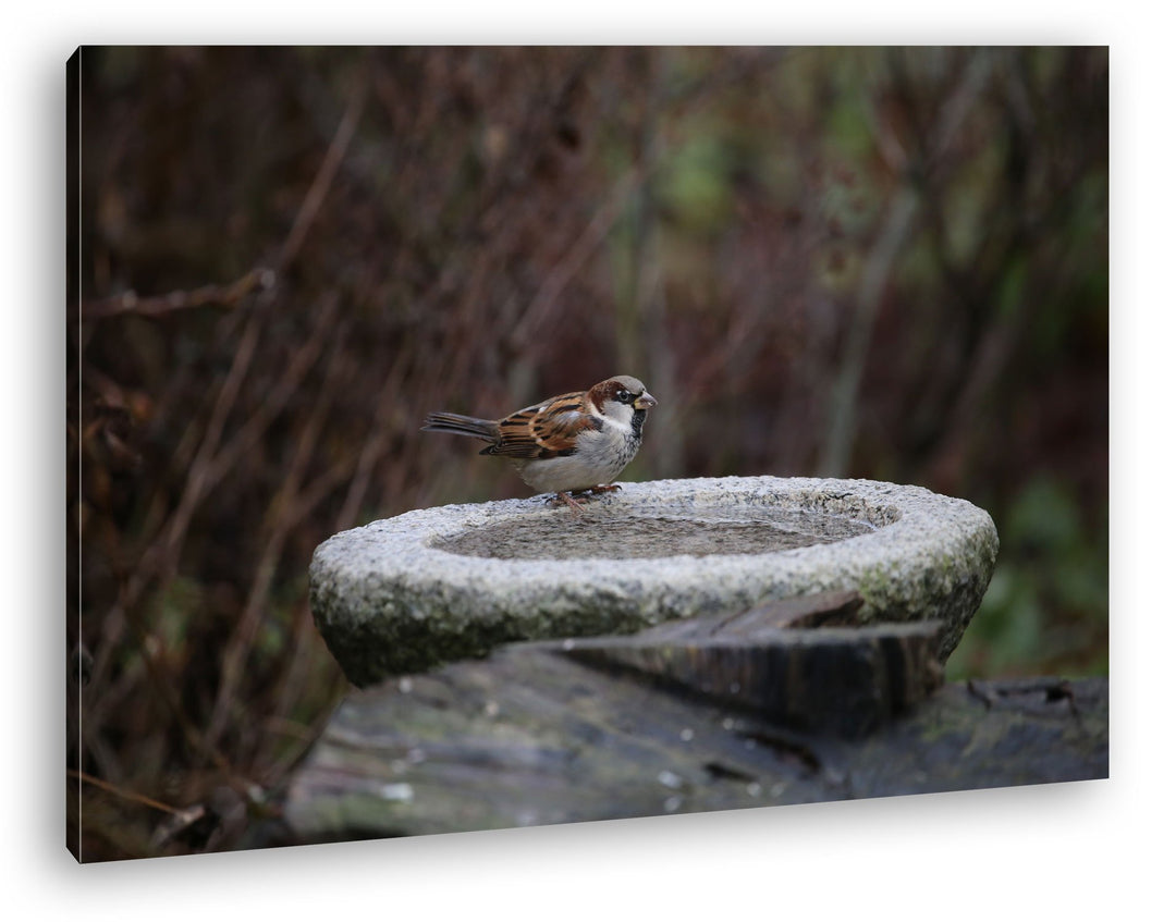 deyoli kleiner Spatz an einer Wassertränke Format: 100x70 als Leinwand, Motiv fertig gerahmt auf Ech