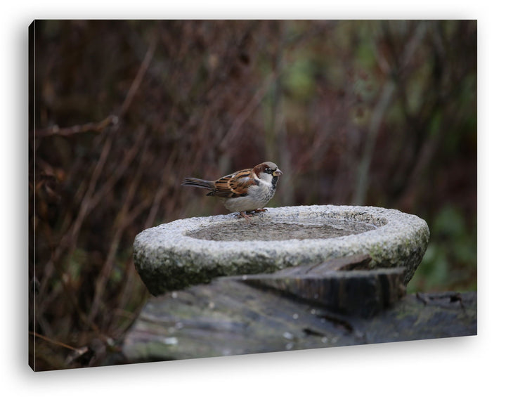 deyoli kleiner Spatz an einer Wassertränke Format: 100x70 als Leinwand, Motiv fertig gerahmt auf Ech