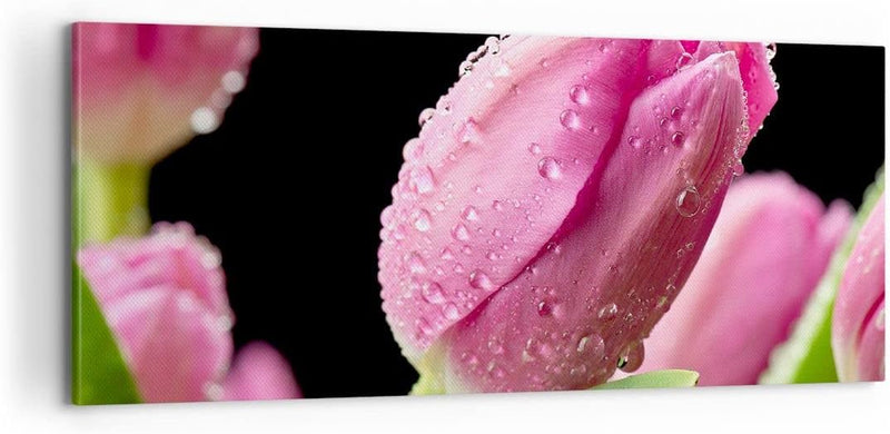 Panorama Bilder auf Leinwand 100x40cm Leinwandbild Tulpe Blumen Tau Gross Wanddeko Bild Schlafzimmer