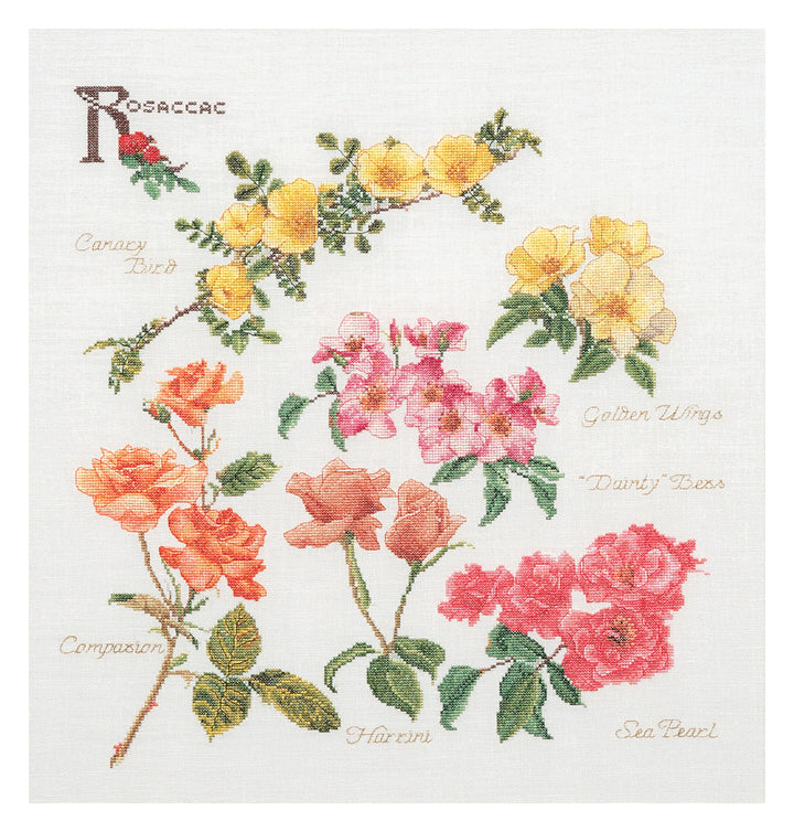 Thea Gouverneur - Kreuzstich-Set - Rosen - Leinen - 32 Count - Für Erwachsene - 3066 44x46cm Rosen,
