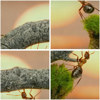 Wandbilder Dekoration Wohnzimmer Tiere Ameisen Brücke Natur Panorama Bilder auf Leinwand 120x50cm Le