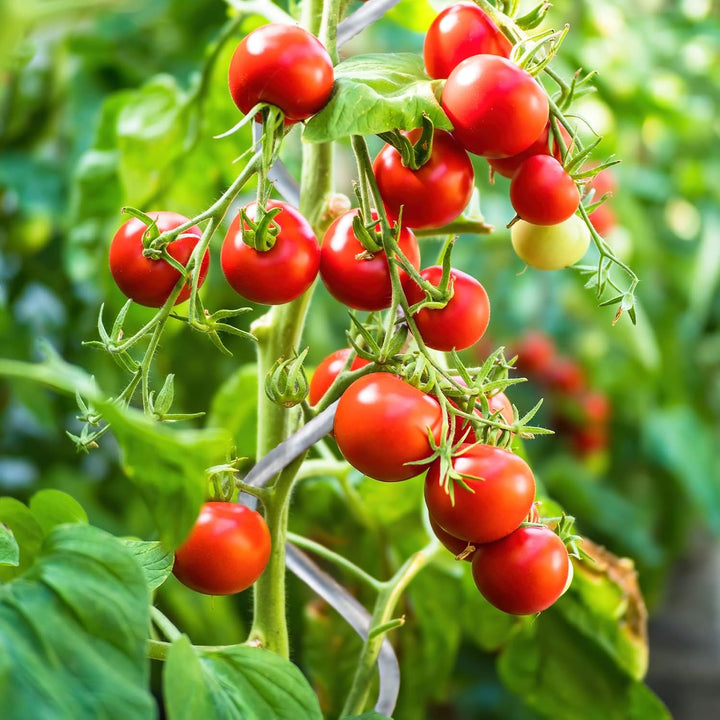 Floordirekt Tomatenspiralstäbe inkl. Zubehör Set - 180 cm Länge - 10 Stück - Tomatenstab - Spiralsta
