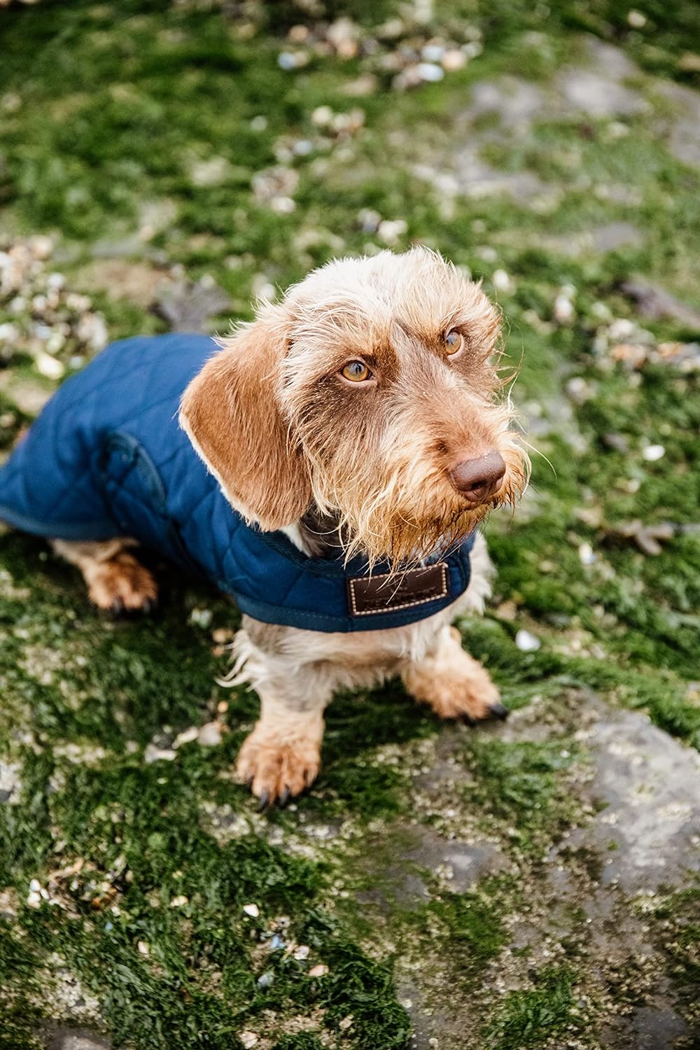 Kentucky Hundemantel Marine M