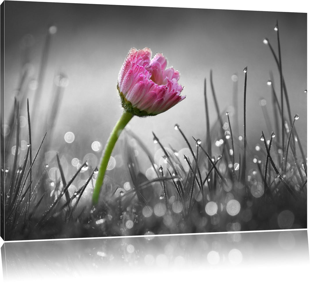 Pixxprint rosa Gänseblümchen im Gras als Leinwandbild/Grösse: 100x70 cm/Wandbild/Kunstdruck/fertig b