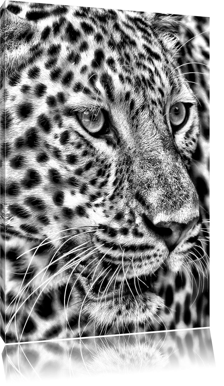 Monocrome, Weisser Leopard, Format: 100x70 auf Leinwand, XXL riesige Bilder fertig gerahmt mit Keilr