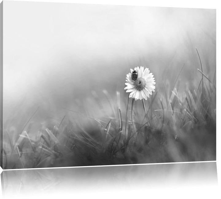 Pixxprint Gänseblümchen Marienkäfer als Leinwandbild/Grösse: 100x70 / Wandbild/Kunstdruck/fertig bes